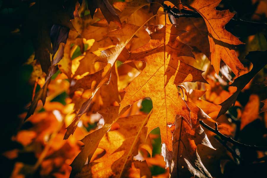 Orange Leaves Closeup Photograph Print 100% Australian Made