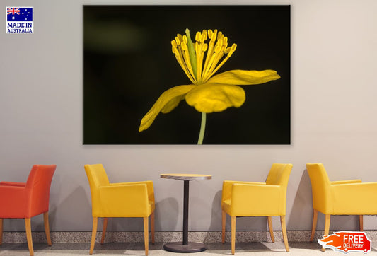 Greater Celandine Flower Closeup Photograph Print 100% Australian Made