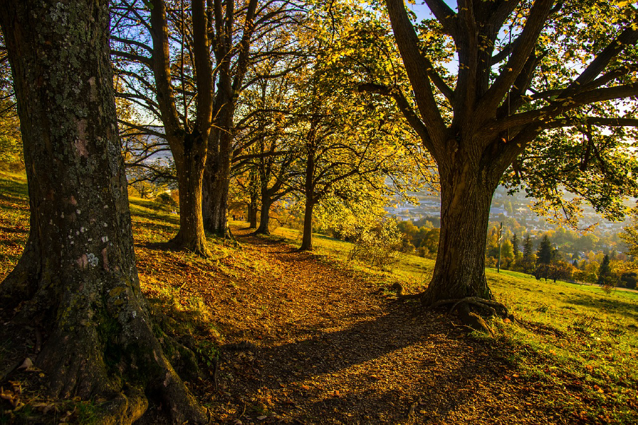 Trees on Hill Steep Sunny Day Photograph Print 100% Australian Made