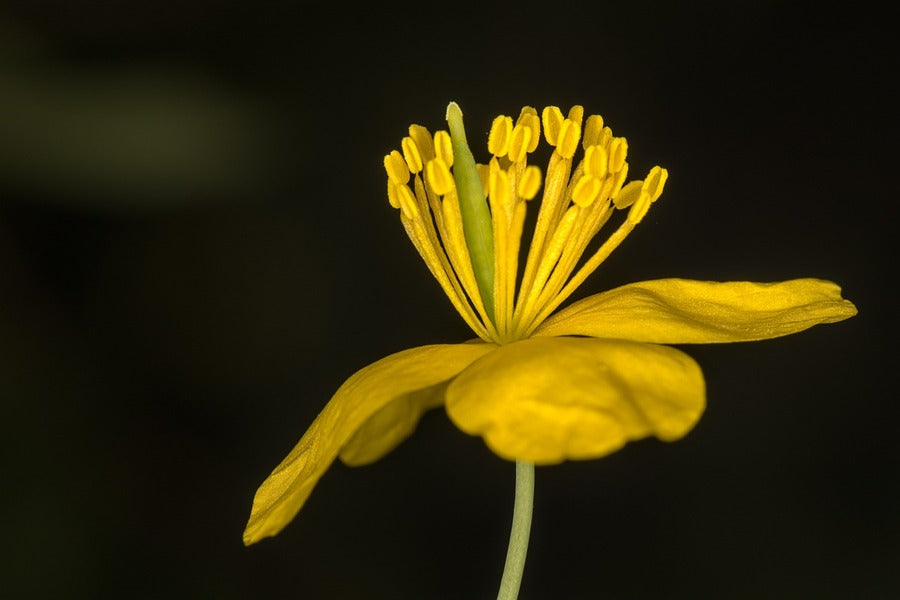 Greater Celandine Flower Closeup Photograph Print 100% Australian Made