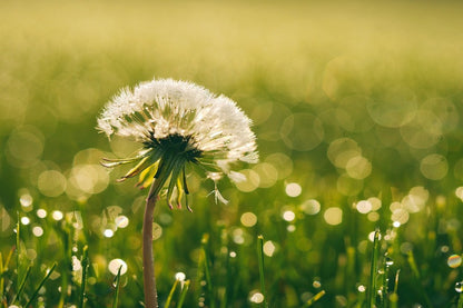 Dandelion Closeup Sunset Photograph Print 100% Australian Made