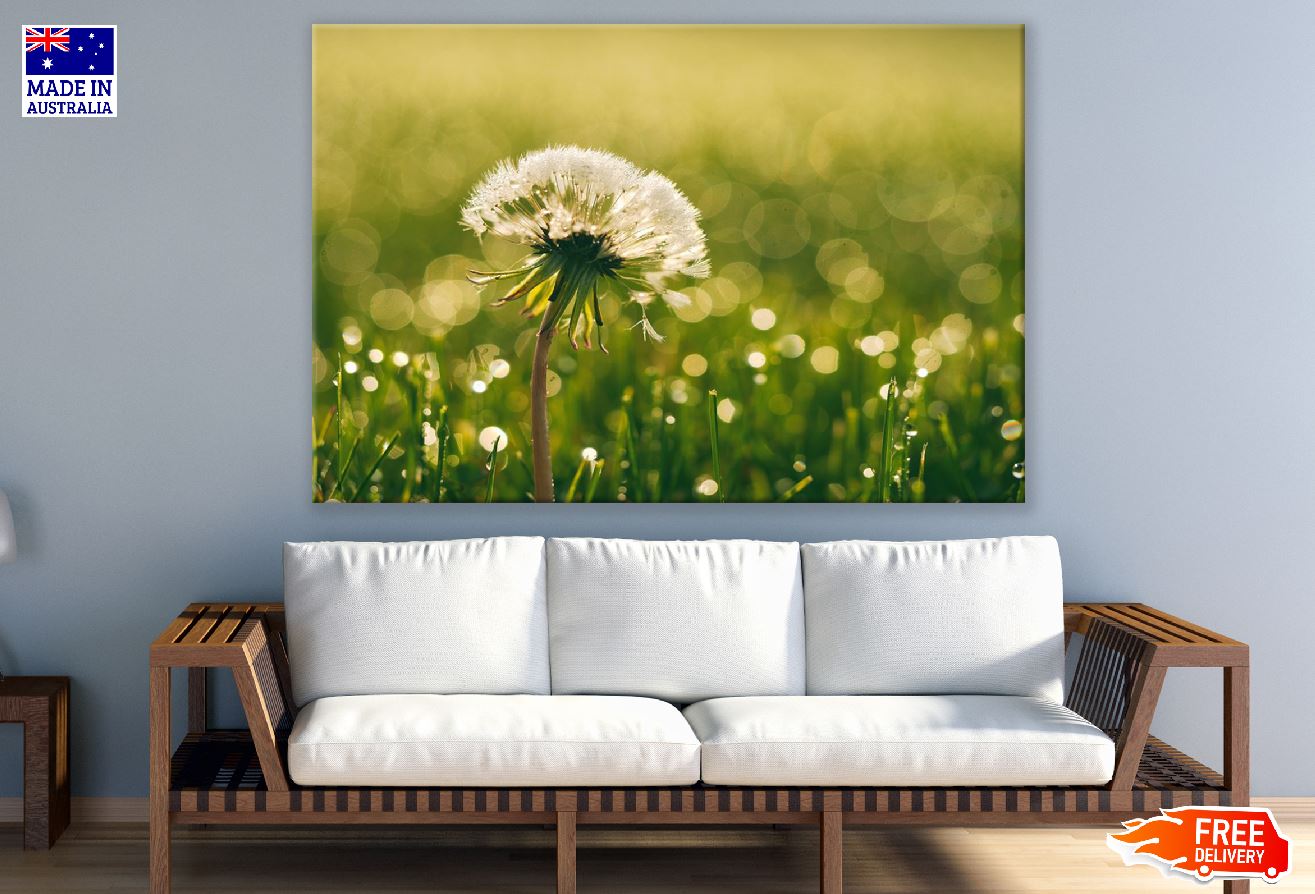 Dandelion Closeup Sunset Photograph Print 100% Australian Made