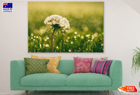 Dandelion Closeup Sunset Photograph Print 100% Australian Made