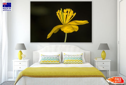 Greater Celandine Flower Closeup Photograph Print 100% Australian Made