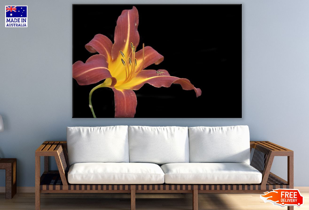 Red Hemerocalle Flower Closeup Photograph Print 100% Australian Made
