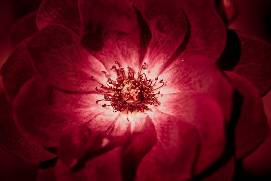 Red Rose Macro Photograph Print 100% Australian Made