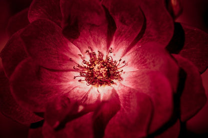 Red Rose Macro Photograph Print 100% Australian Made