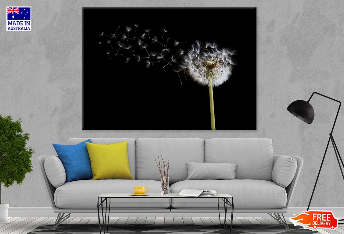 Dandelion Seeds Over Dark View Photograph Print 100% Australian Made