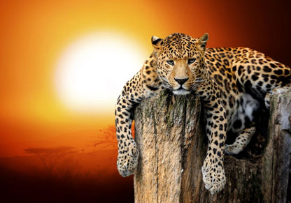 Leopard on a Cliff Photograph Home Decor Premium Quality Poster Print Choose Your Sizes