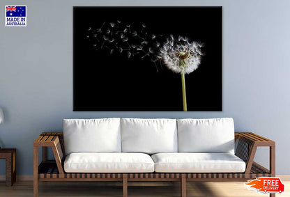 Dandelion Seeds Over Dark View Photograph Print 100% Australian Made