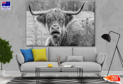 Highland Cow B&W Photograph Print 100% Australian Made