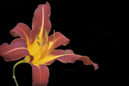 Red Hemerocalle Flower Closeup Photograph Print 100% Australian Made