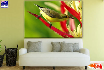 Colorful Bird On a Tree Closeup Photograph Print 100% Australian Made