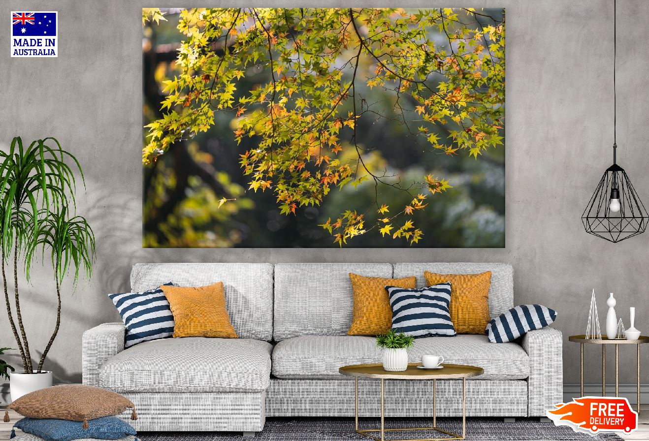 Japanese Maple Tree Photograph Print 100% Australian Made