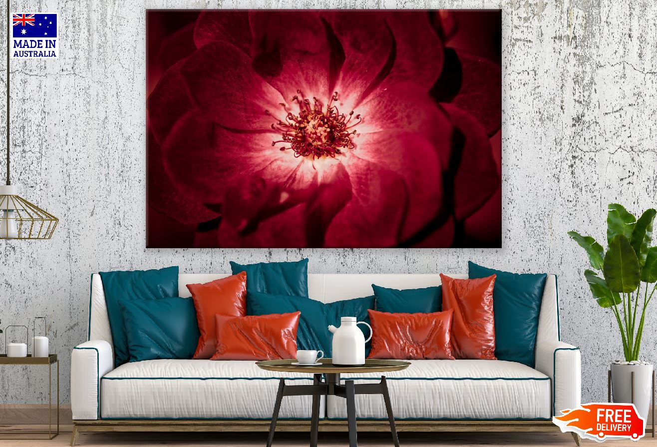 Red Rose Macro Photograph Print 100% Australian Made