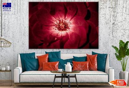 Red Rose Macro Photograph Print 100% Australian Made