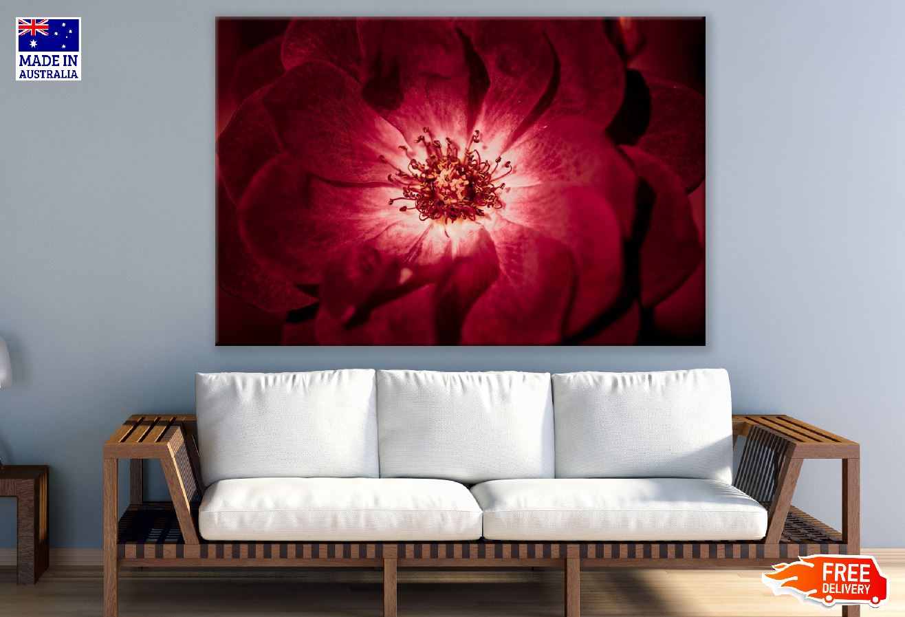 Red Rose Macro Photograph Print 100% Australian Made