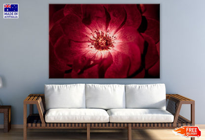 Red Rose Macro Photograph Print 100% Australian Made