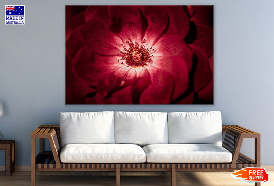 Red Rose Macro Photograph Print 100% Australian Made