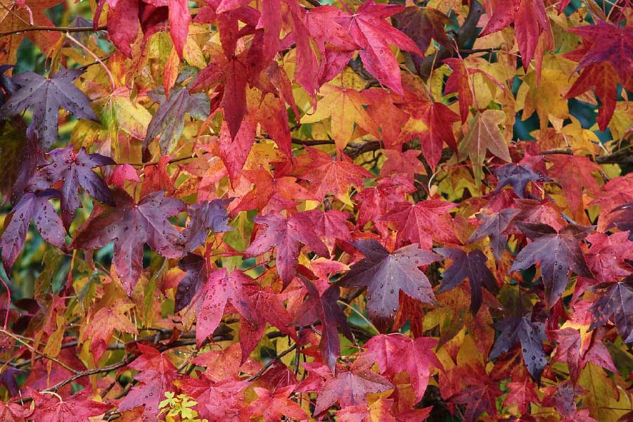 Maple Tree Leaves Closeup Photograph Print 100% Australian Made