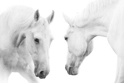 Horses Portrait B&W Photograph Home Decor Premium Quality Poster Print Choose Your Sizes