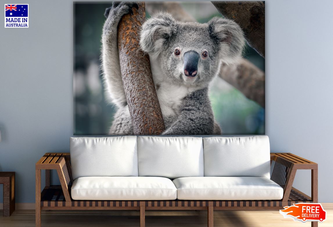 Koala Bear on Tree Photograph Print 100% Australian Made