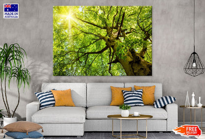 Beech Treetop Sunshine Scenery Photograph Print 100% Australian Made