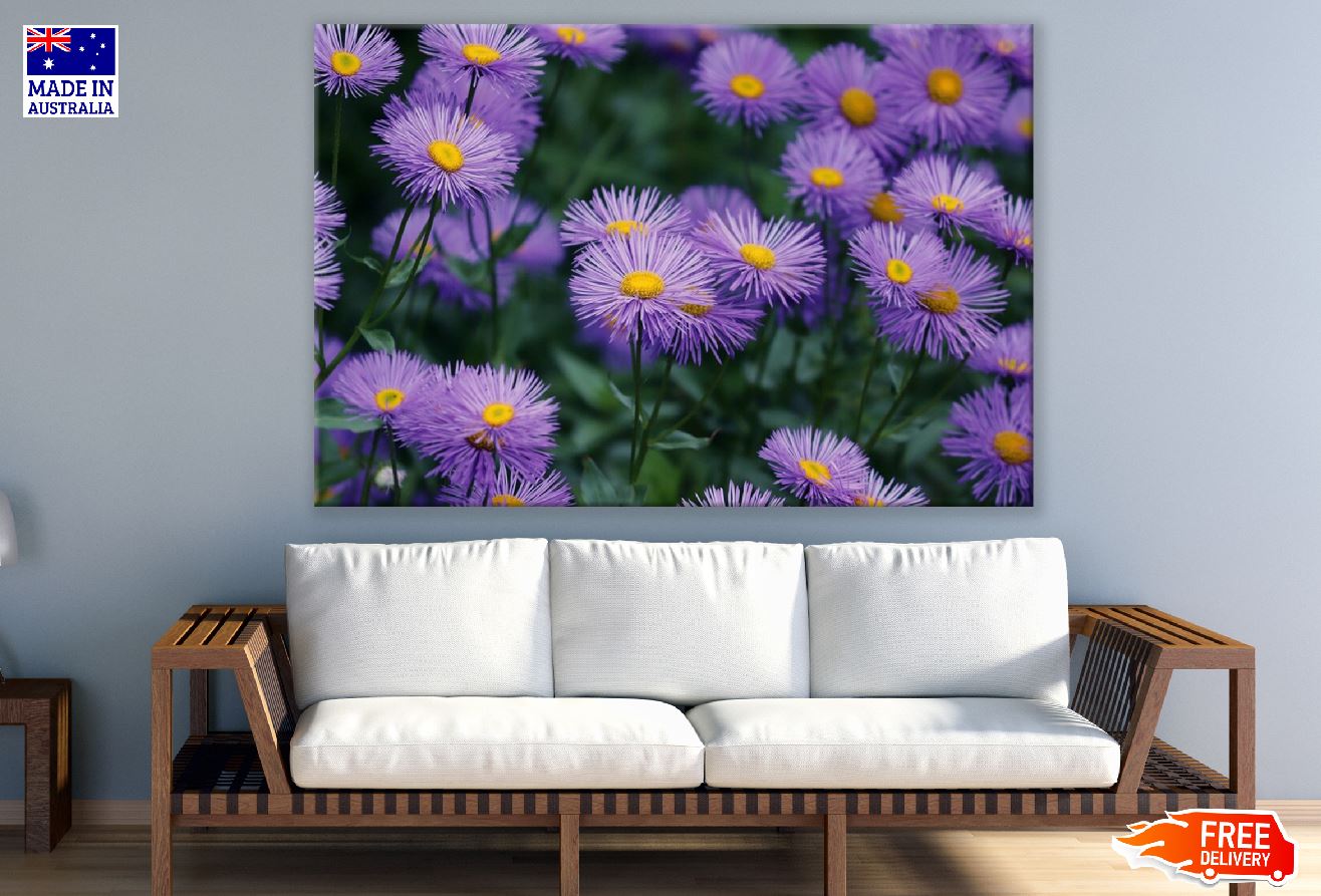 Purple Asters Flowers Closeup Photograph Print 100% Australian Made