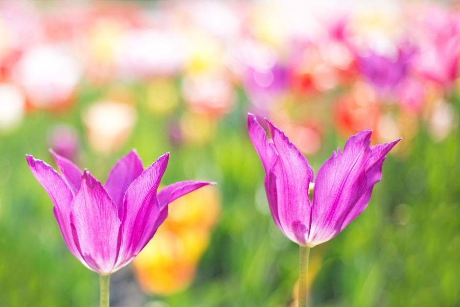 Pink Tulip Flowers Closeup Photograph Print 100% Australian Made
