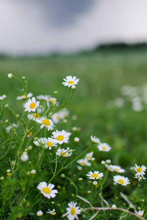 White Chamomile Flowers Photograph Print 100% Australian Made