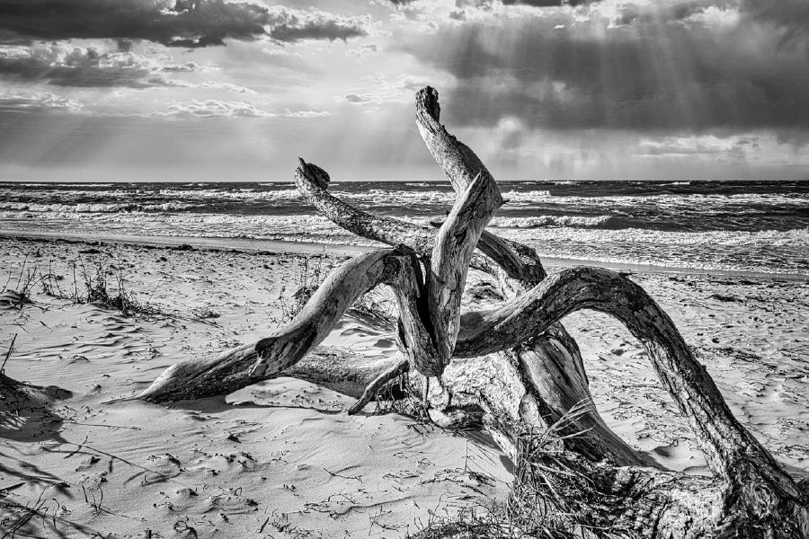 Tree Root on Baltic Sea B&W View Photograph in Fukushima Print 100% Australian Made