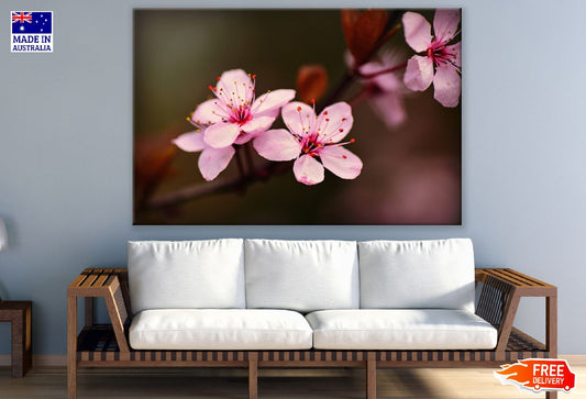 Japanese Cherry Blossom Closeup Photograph Print 100% Australian Made