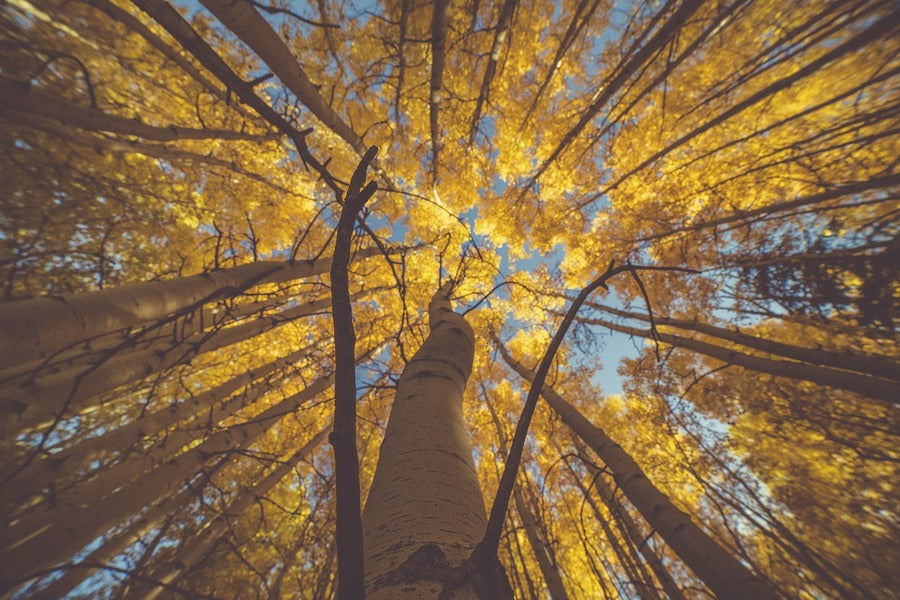 Autumn Large Tree Under View Photograph Print 100% Australian Made