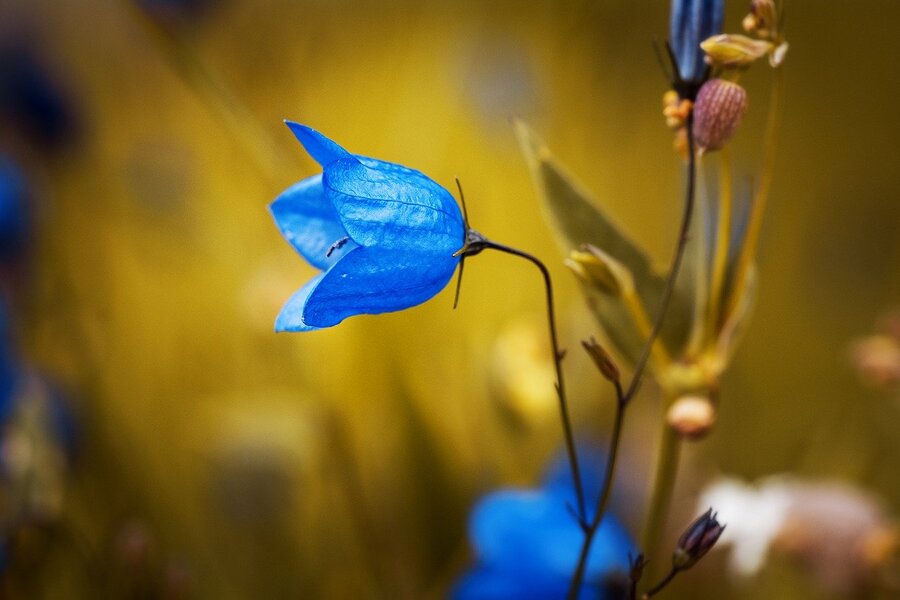 Blue Campanula Flower Photograph Print 100% Australian Made
