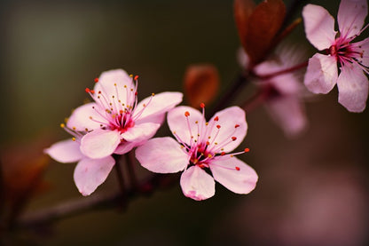 Japanese Cherry Blossom Closeup Photograph Print 100% Australian Made