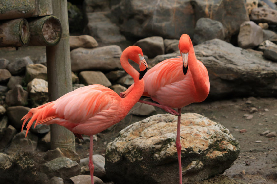 Flamingo Birds View Photograph Home Decor Premium Quality Poster Print Choose Your Sizes