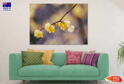 Chimonanthus Praecox Flowers View Photograph Print 100% Australian Made