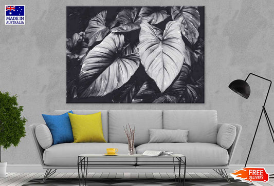 Elephant Ear Plant B&W Photograph Print 100% Australian Made