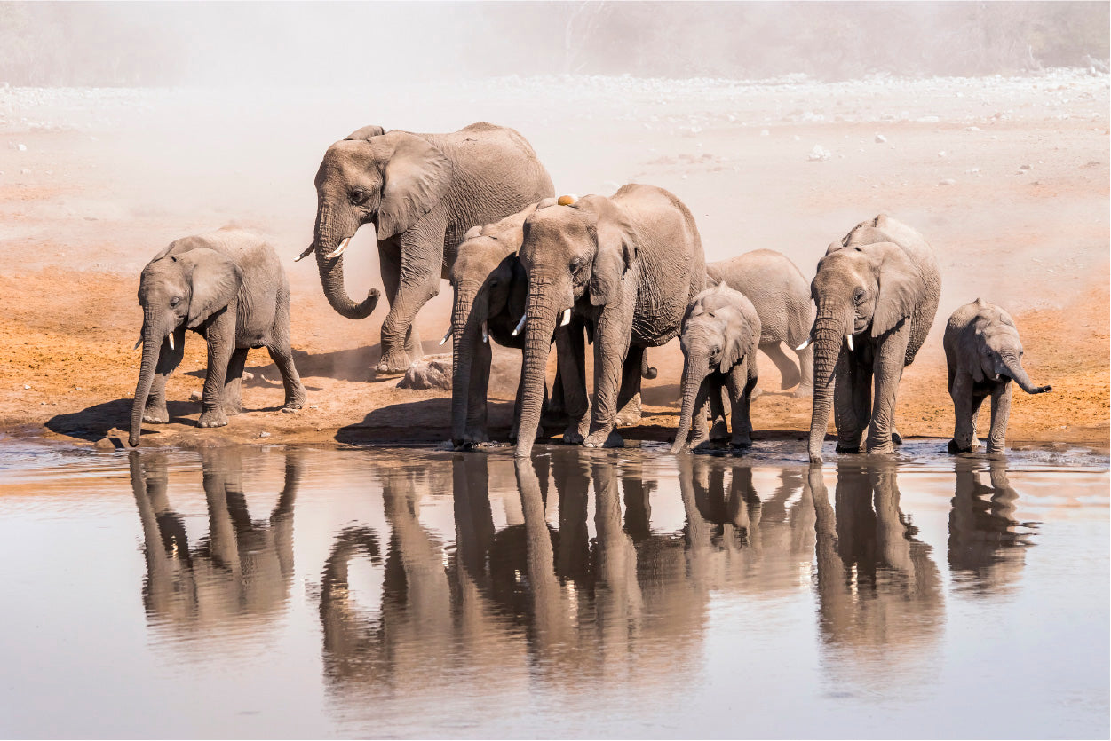 Bella Home Elephant Family Drinking Water From a Lake Print Canvas Ready to hang