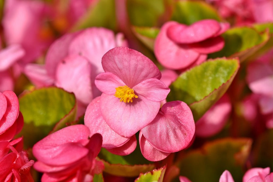 Pink Wax Begonia Closeup Photograph Print 100% Australian Made