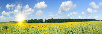 Panoramic Canvas Bright Sun Flower Field High Quality 100% Australian made wall Canvas Print ready to hang