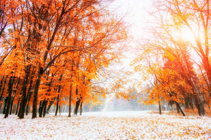 Bella Home Autumn Trees in a Park Scenery Print Canvas Ready to hang