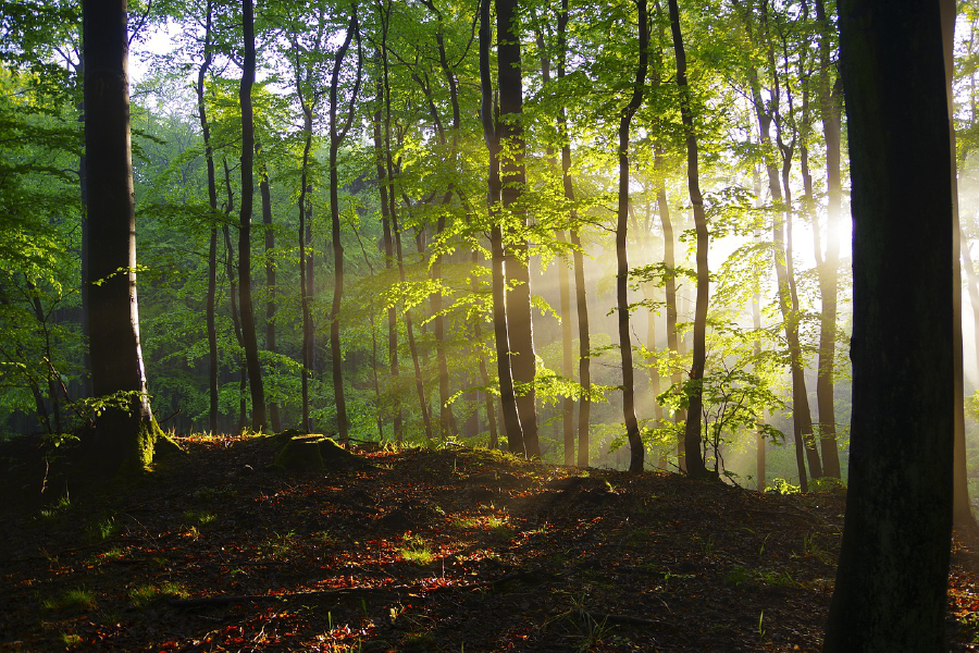 Sunrays in Forest Photograph Print 100% Australian Made