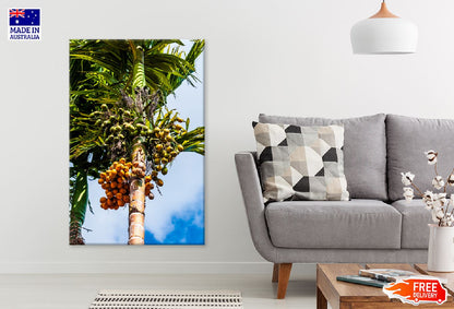 Betel Nut Palm Tree Photograph Print 100% Australian Made