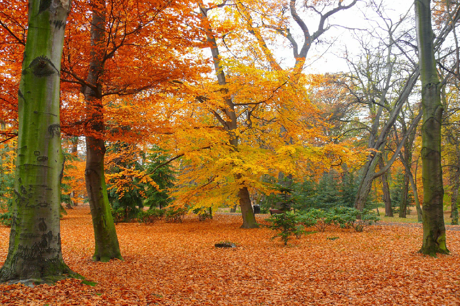 Autumn Forest & Ground Covered with Leaves Photograph Print 100% Australian Made