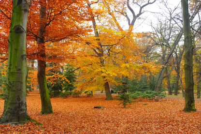 Autumn Forest & Ground Covered with Leaves Photograph Print 100% Australian Made