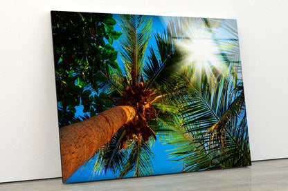 Plam Trees Photograph Acrylic Glass Print Tempered Glass Wall Art 100% Made in Australia Ready to Hang