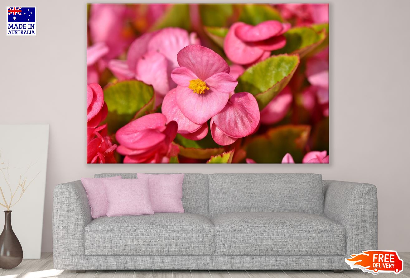 Pink Wax Begonia Closeup Photograph Print 100% Australian Made