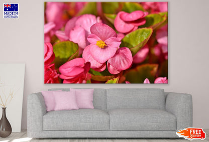 Pink Wax Begonia Closeup Photograph Print 100% Australian Made