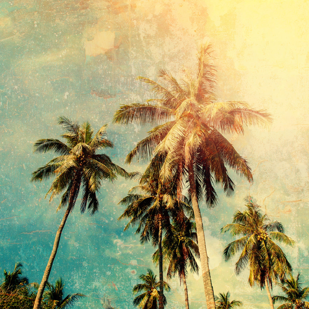 Square Canvas Palm Trees Vintage Effect View Photograph High Quality Print 100% Australian Made